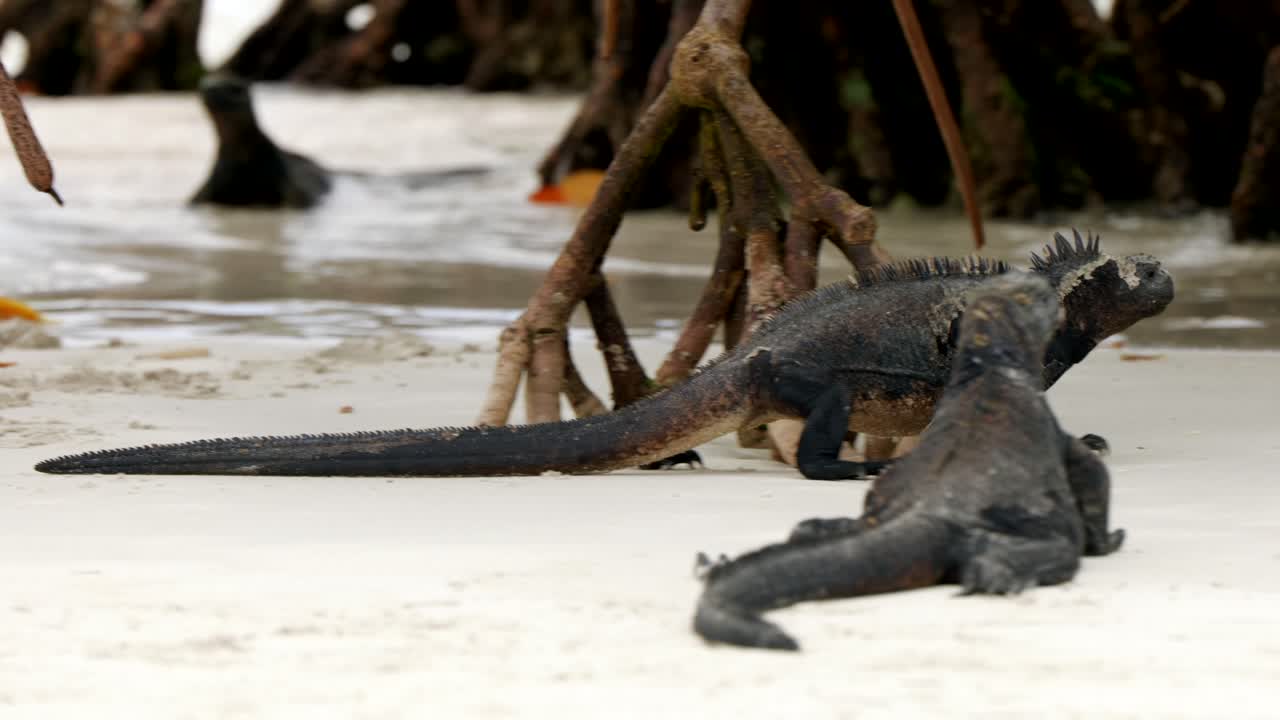 Un'iguana marina selvatica cammina lungo una spiaggia sulle Isole Santa Cruz nelle Isole Galápagos