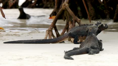 una iguana marina salvaje camina a lo largo de una playa en las islas de santa cruz en las islas galápagos