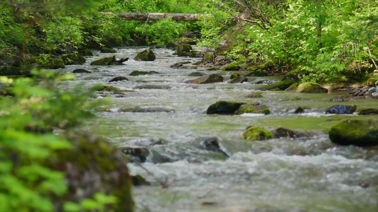 Clear stream flows over mossy stones through dense green forest. Water splashes gently around smooth rocks. Lush foliage frames the scene on all sides