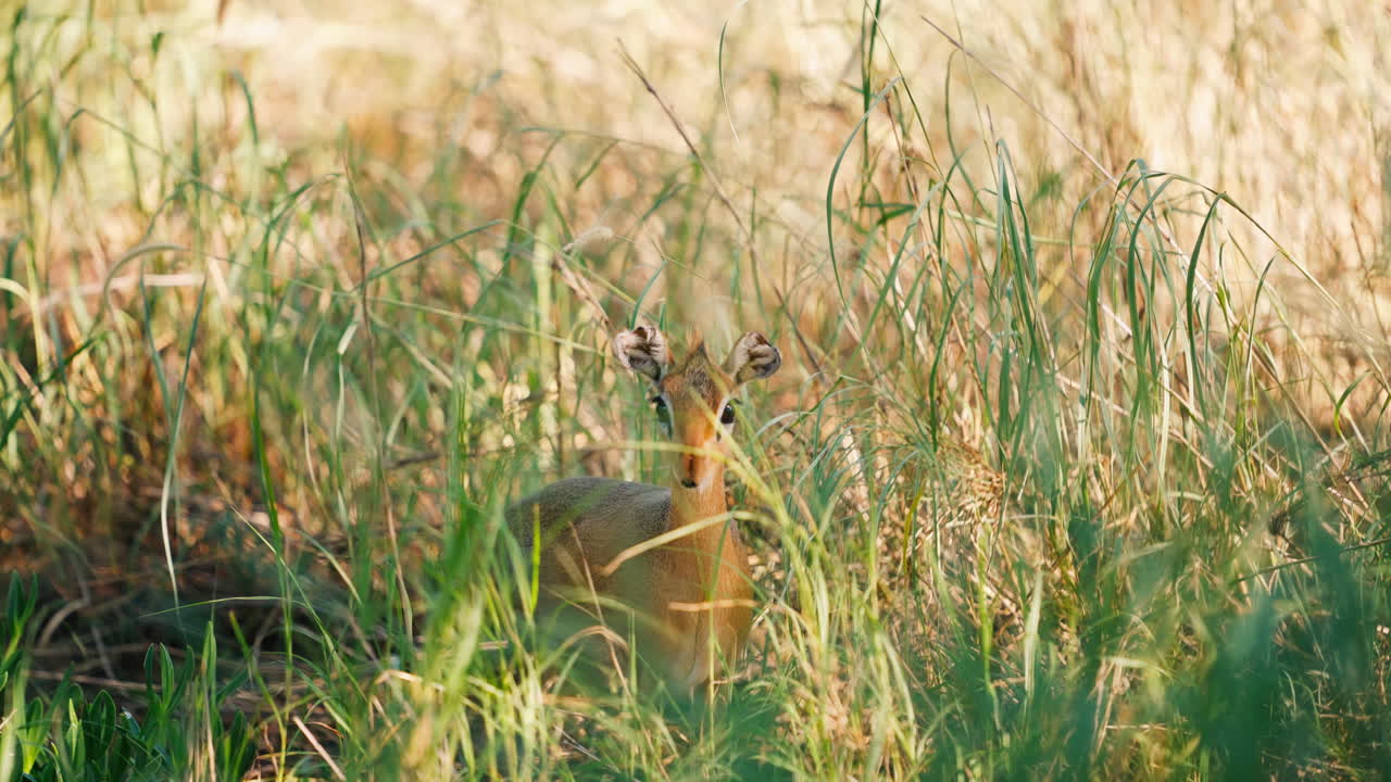 Klipspringer in Grass