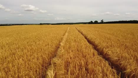 Drone-Disparó-A-Través-De-Un-Campo-De-Trigo