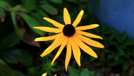 beautiful black eyed susan solo flower fluttering in the breeze