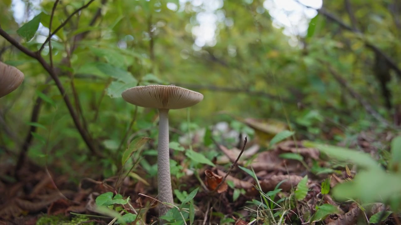 White mushrooms in the forest