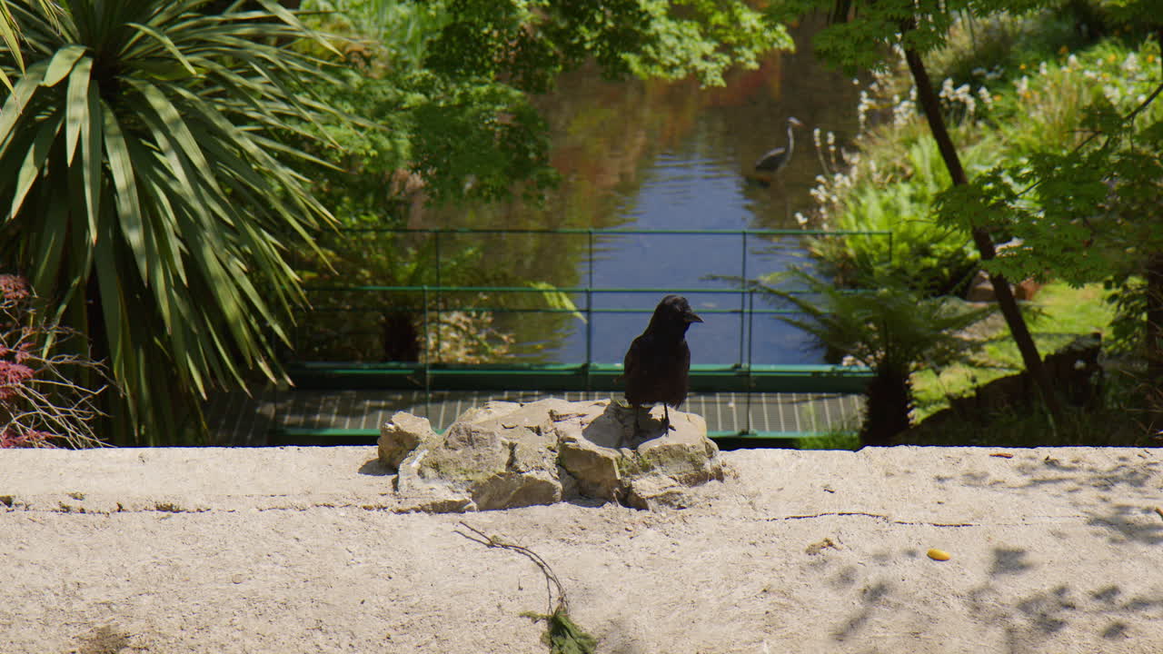 빛 에 바위 에 앉아 있는 까마귀 새