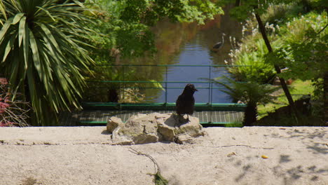 crow bird perching on rock in sunlight