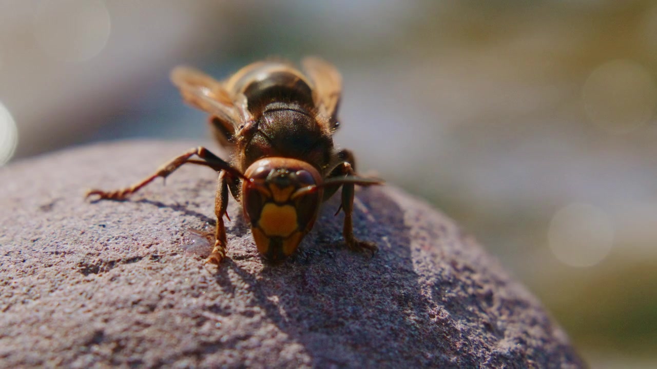 Nærbillede af en gedehams på en ru stenoverflade. Insektets krop er detaljeret og viser gule og sorte striber. Dens antenner bevæger sig let, mens den udforsker.