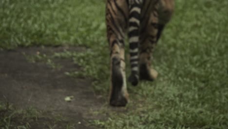 rare tiger walking away from camera in grassland