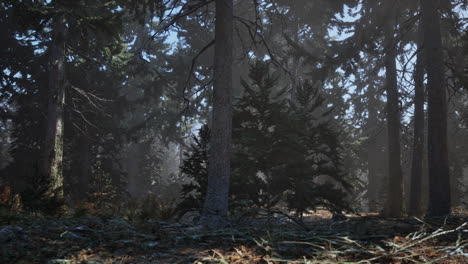 bosque de pinos de niebla