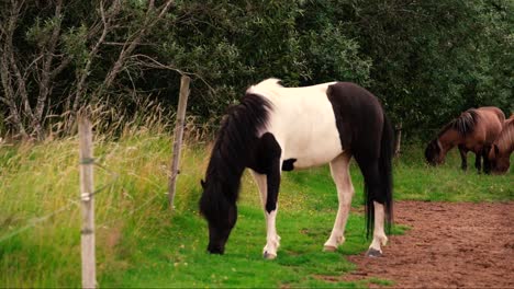 Tomas-De-Amistosos-Caballos-Islandeses-En-La-Granja