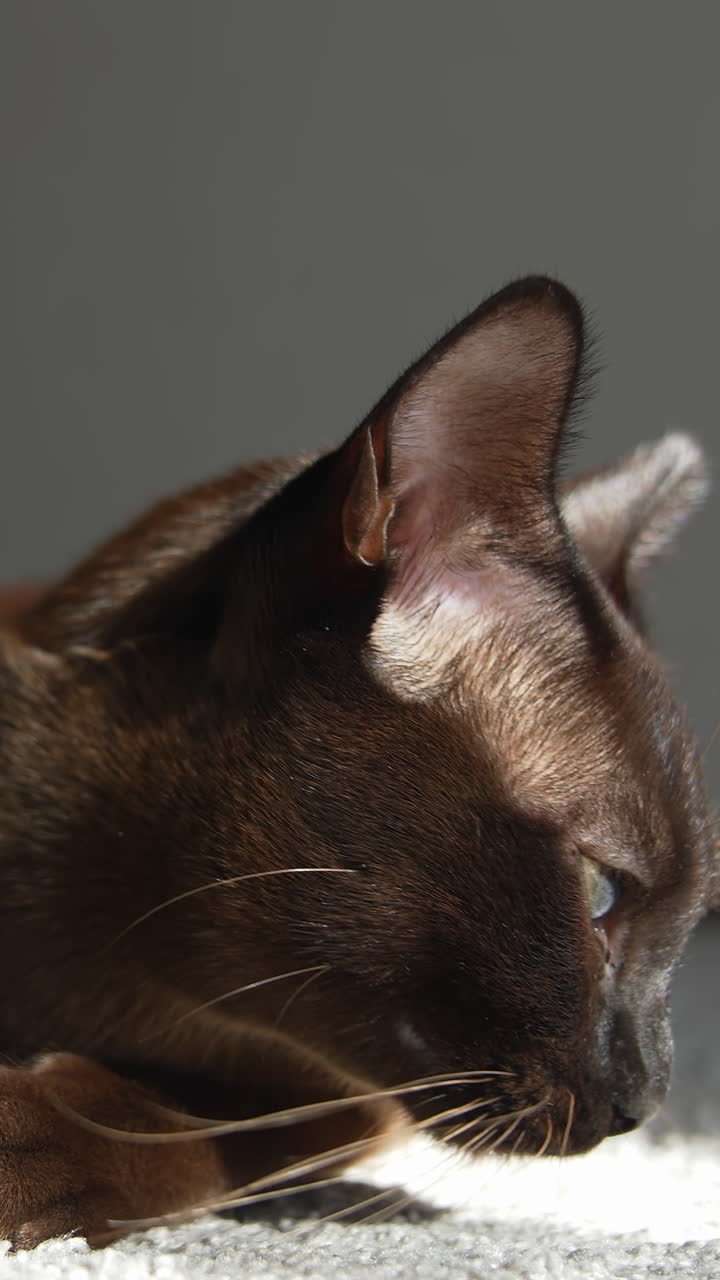 Gatto che sbadiglia con la bocca spalancata e mostra le zanne. Gatto birmano marrone. Video verticale.
