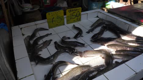 big catfish struggling on counter at asian thailand fish market for sale