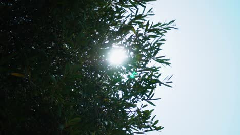 mid-day sun glittering with bright stars through the green branches of an olive tree with fruit waving in a strong wind