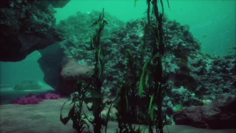 exploring a vibrant underwater kelp forest