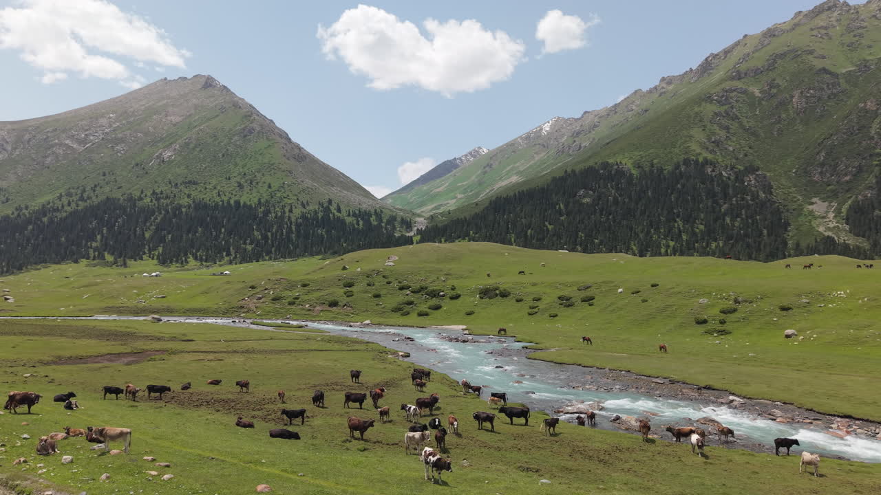 Cow Herd Grazing Near The Mountain In Rural Kyrgyzstan - Aerial Drone Shot