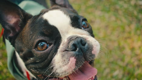 boston terrier's face closeup
