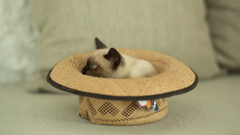 kitten in a straw hat