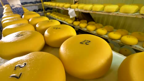 grandes ruedas amarillas de queso en un almacén.