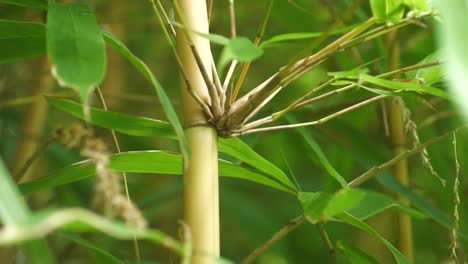 tall bamboo poll stock schizostachyum plant growing in big island hawaii