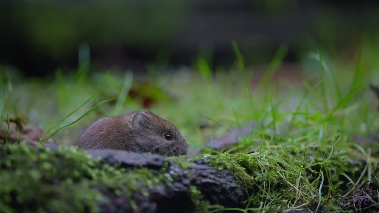 Bank vole walks slowly over mossy ground in dim forest light, head raised as it sniffs air