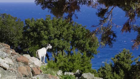 una cabra montesa chipriota salvaje parada al borde de un acantilado rocoso, pastando en la exuberante vegetación y mirando al mar azul