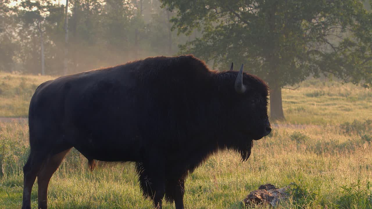 Adult bison bull steams on cool golden hour grassland morning, backlit