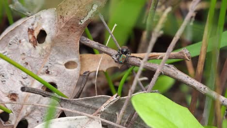 공작 거미 maratus clupeatus 수컷 교배 전 전시