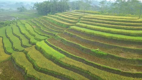 orbit drone shot of terraced rice field in harvesting season - central java, indonesia