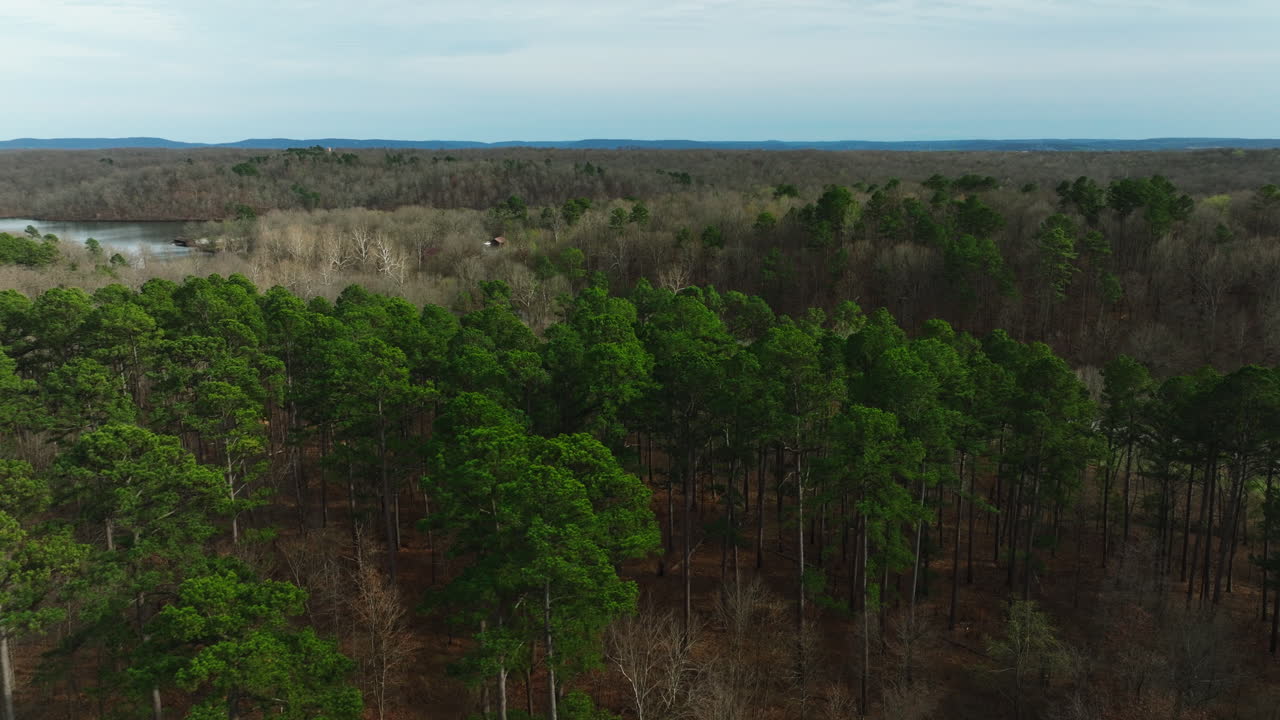 bosque de madera dura en el lago wedington en arkansas, estados unidos