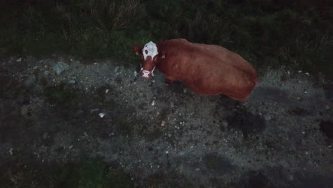 aerial-view-of-a-brown-cow,-gravel-and-grass,-animal-in-ireland