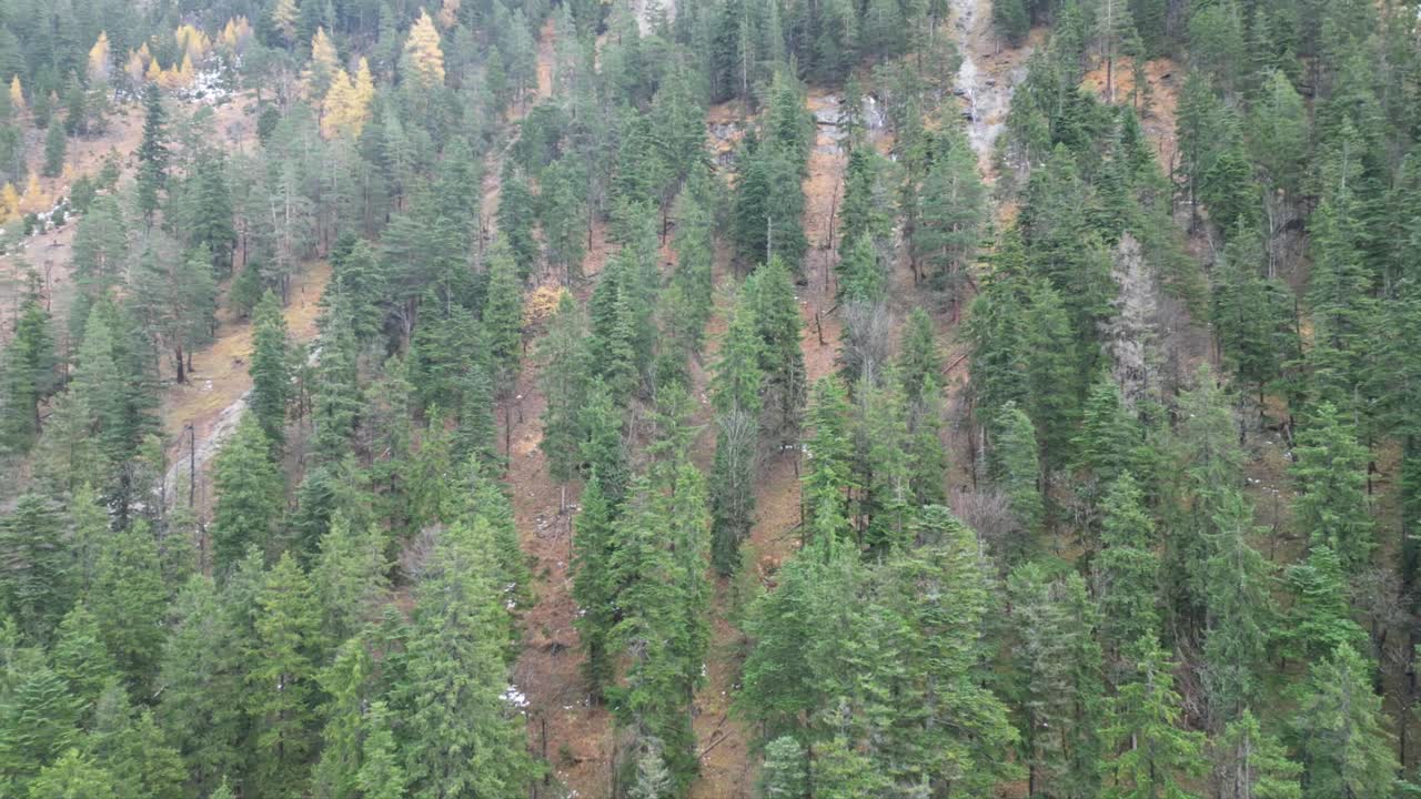 Fitta foresta su un fianco di collina con alberi conifere e a foglie caduche in autunno