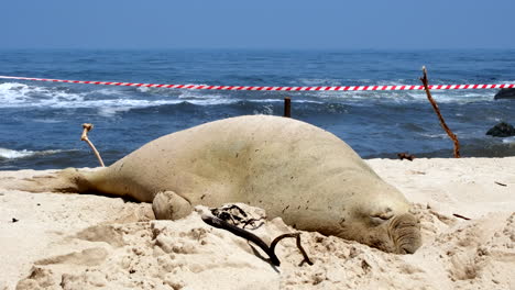 la foca elefante del sur en la playa de arena lista para comenzar la muda anual