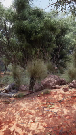 australian outback landscape: grass trees and red dirt