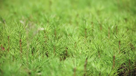 cultivation of pine trees from seedlings grown from seeds. young sprouts