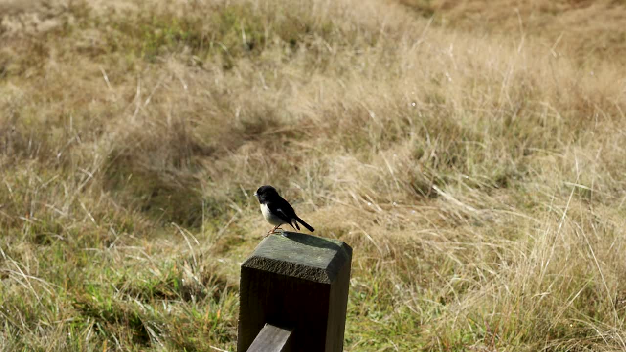 A New Zealand tomtit bird perches on a wooden trail marker in sunlit dry grassland. Static camera, natural daylight, shallow depth of field