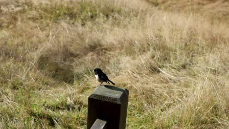 a new zealand tomtit bird perches on a wooden trail marker in sunlit dry grassland. static camera, natural daylight, shallow depth of field