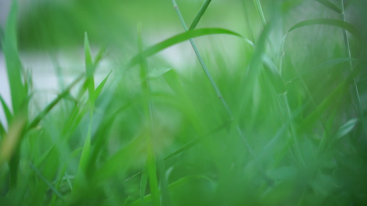 крупный план пышной зеленой травы