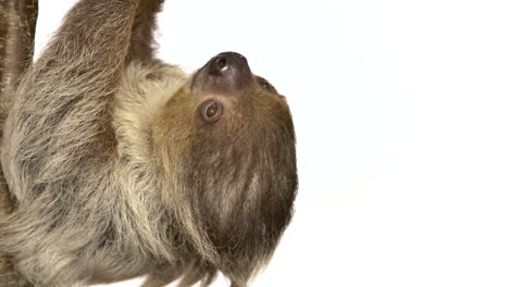 awesome two toed sloth on white background