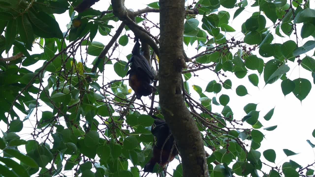 Two red flying-fox (Pteropus scapulatus) hanging upside down from a tree branch amidst lush green foliage, feeding on the fruits, close up shot.