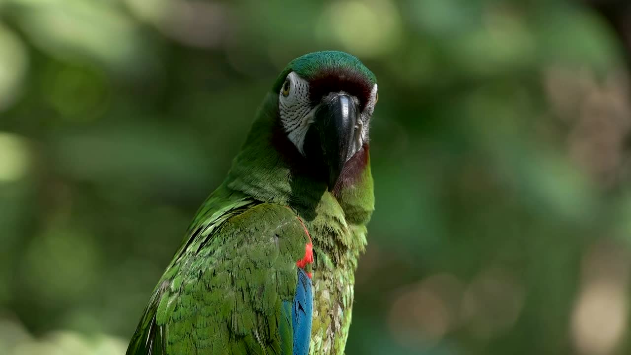 un primer plano de un guacamayo de frente castaña en ecuador
