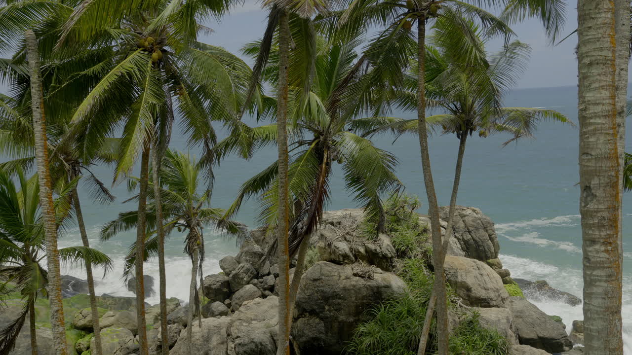 Palm Trees on Rocky Coastline