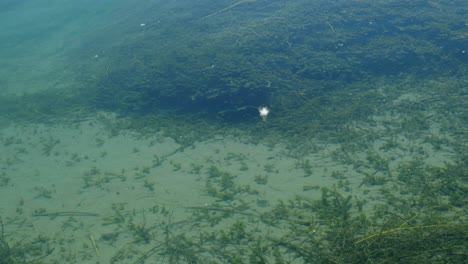 Belleza-Solitaria:-Una-Pluma-Flotando-En-La-Superficie-Del-Agua-En-Un-Cautivador-Metraje-De-Archivo