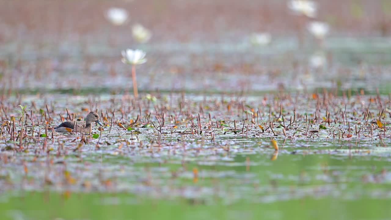먹이 를 찾기 위해 수생 식물 을  ⁇ 고 있는 비단  ⁇ 리 자카나
