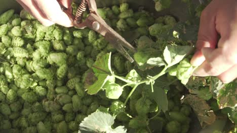 Hands-cutting-up-hop-flowers-cone-with-gardening-scissors-medium-shot-slowmotion