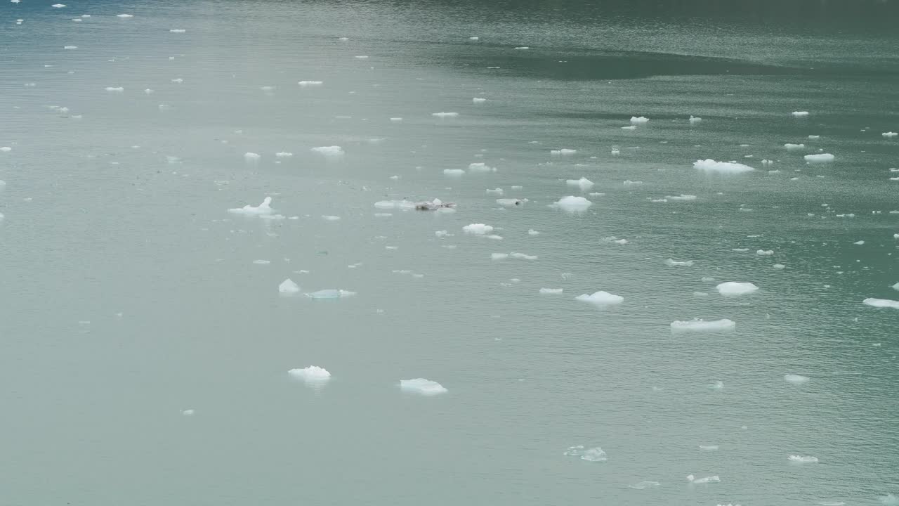 Dawes Glacier, Endicott Arm Fjord, chunks of ice broken off the glacier floating. Climate change is affecting glaciers in Alaska.