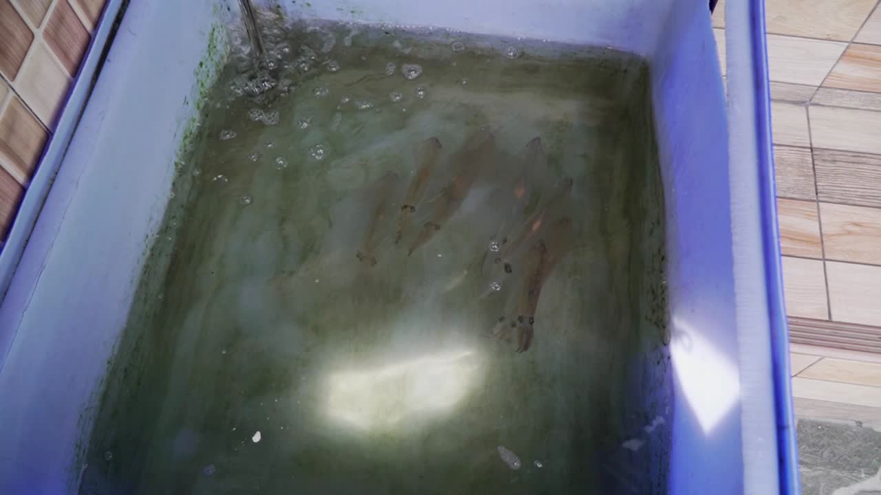 태국 의 생선 시장 에 있는 살아 있는 오징어 는 요리 할 준비 가 되어 있다