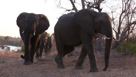 a group of elephants walk by in a line near a watering hole in wild africa