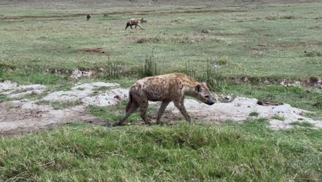 spotted hyena (crocuta crocuta) walking in ngorongoro crater. tanzania.