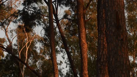 una toma en ángulo bajo de los árboles se mueve por el viento al atardecer en un bosque