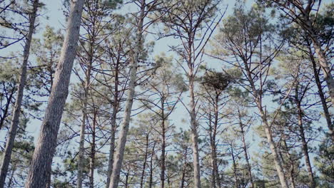 Looking-up-at-the-tall-pine-trees-in-a-dense-forest-with-a-clear-blue-sky-above