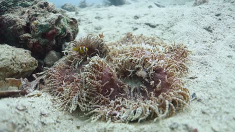 juvenile clark's anemonefish hides inside beaded sea anemone tentacles